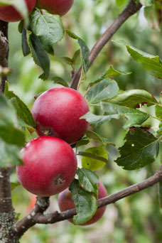 Malus domestica 'James Grieve'