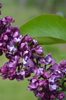 Syringa vulgaris 'Charles Joly'