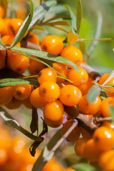 Hippophae rhamnoides