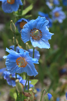 Meconopsis betonicifolia