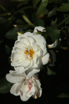 Rosa 'Kent'