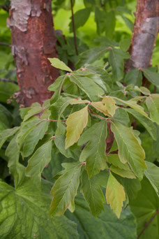 Acer griseum