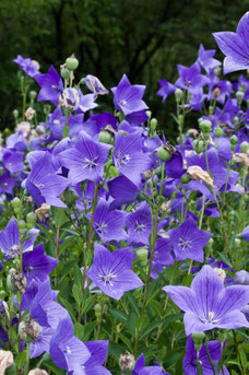 Platycodon grandiflorus 'Mariesii'