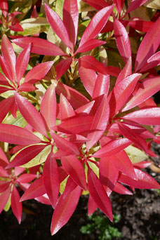 Pieris hybriden 'Forest Flame'