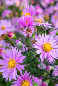 Aster alpinus 'Happy End' 