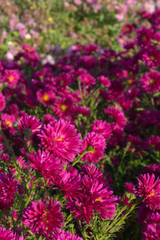 Aster novi-belgii 'Crimson Brocade'