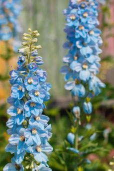 Delphinium 'Cliveden Beauty'