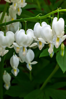 Dicentra spectabilis 'Alba'