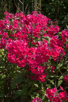 Phlox 'Starfire'