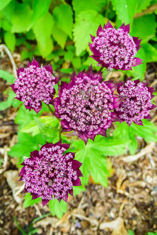 Astrantia major 'Ruby Wedding'