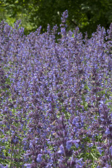 Nepeta faassenii 'Walker's Low'