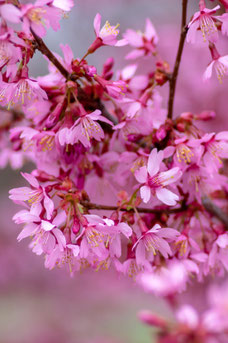 Prunus 'Okame'