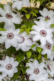 Clematis 'Miss Bateman'