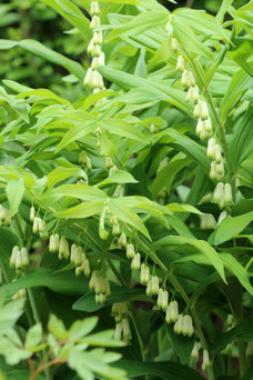 Polygonatum multiflorum