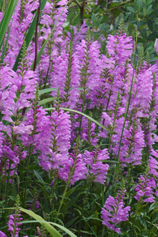 Physostegia virginiana 'Bouquet Rose'