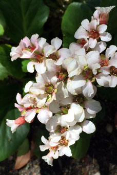 Bergenia 'Silberlicht'