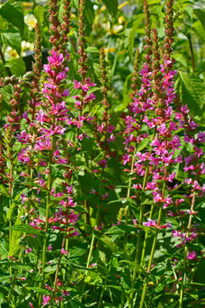 Lythrum salicaria 'Robert'