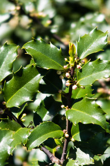 Ilex meserveae 'Blue princess'