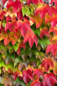 Parthenocissus tricuspidata 'Veitchii'