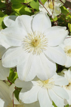 Clematis 'Geurnsey Cream'