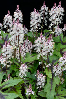 Tiarella wherryi