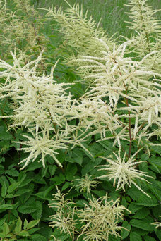 Aruncus dioicus