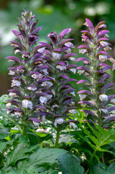 Acanthus hungaricus