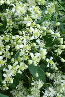 Clematis vitalba