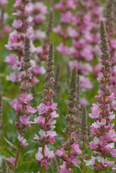 Lythrum salicaria 'Blush'