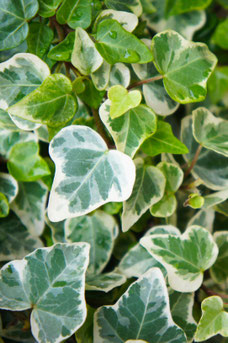 Hedera helix 'Glacier'