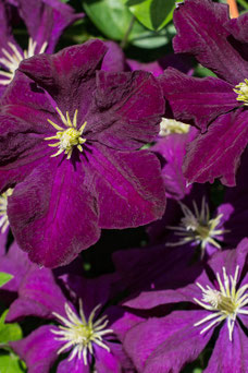 Clematis vit. 'Etoile Violette'