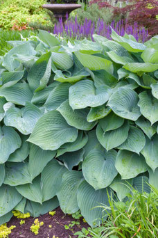 Hosta 'Big Daddy'