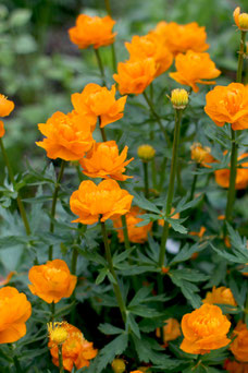 Trollius 'Orange Princess'