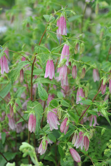 Campanula 'Elizabeth'