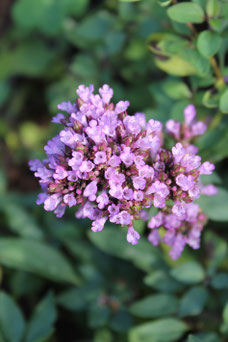 Origanum laevigatum 'Hopley's'