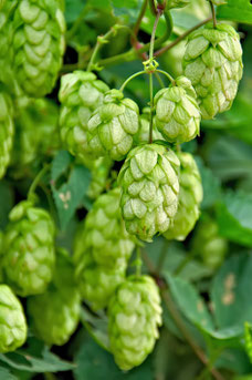 Humulus lupulus