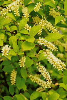 Itea virginica