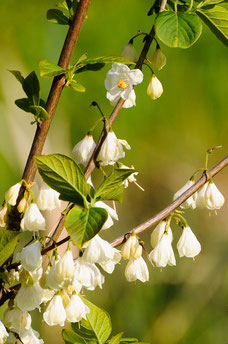 Halesia carolina