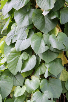 Aristolochia durior