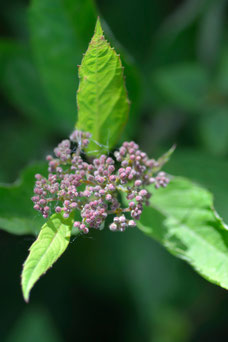 Spiraea bumalda 'Anthony Waterer'