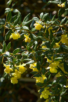 Berberis frikartii 'Amstelveen'