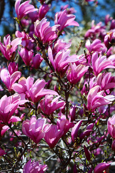 Magnolia 'Heaven Scent'