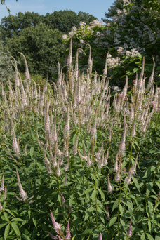 Veronicastrum virginicum 'Pink Glow'