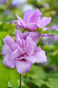 Hibiscus syriacus 'Ardens'