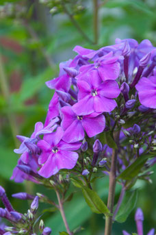 Phlox 'Amethyst'