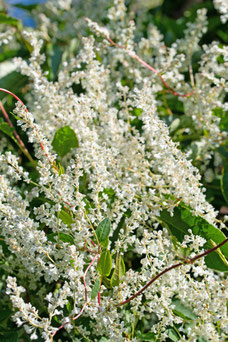 Fallopia aubertii