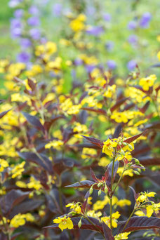 Lysimachia ciliata 'Firecracker'