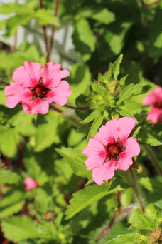 Potentilla nepalensis 'Miss Willmott'