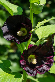 Alcea rosea 'Nigra'