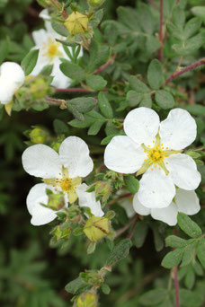 Potentilla fruticosa 'Abbotswood'